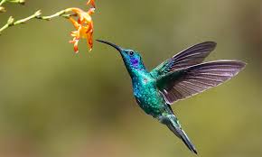 To fuel their active lifestyle, hummingbirds need to feed on it almost continuously throughout the day. 12 Tips On How To Attract Hummingbirds To Your Yard 2021 World Birds