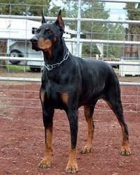 Browse thru doberman pinscher puppies for sale near albany, new york, usa area listings on puppyfinder.com to find your perfect puppy. Divide Doberman Puppy Doberman Puppies For Sale Doberman