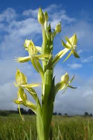 Image result for Centrostigma occultans