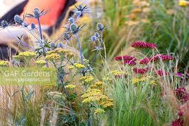 Billedresultat For Achillea Millefolium Terracotta Achillea Achillea Millefolium Plants