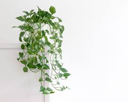 Selain itu, cara perawatannya tidak sulit. Cara Menanam Dan Merawat Tanaman Daun Sirih Gading Tanaman Pothos Pothos Plant Happy Diy Home