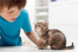 Kedi Piresi Ve Temizleme Yontemleri Teknikturk