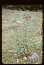 Image result for Vernonia conferta