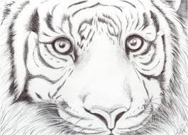 Animal Kingdom Series Wild Cat By Bobbie S Richardson Animal Sketches Animal Line Drawings Cat Drawing #animaldrawing #easydrawings #drawingtutorials #forkids #drawingforbeginnersbasic animals drawings for beginners step by stepmaterials: