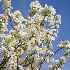 4 common apple tree diseases. Malus Evereste Crab Apple Tree Crabapple Tree Flowering Crabapple Tree Crab Apple