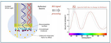 Biolayer interferometry vs surface plasmon resonance comparison. Biolayer Interferometry Bli Creative Biolabs