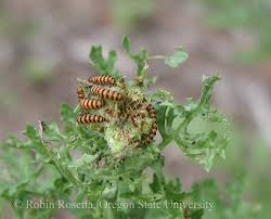 Image result for Catunaregam swynnertonii