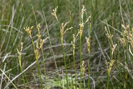 Image result for Juncaceae