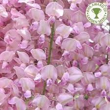 Maybe you would like to learn more about one of these? Wisteria Floribunda Rosea Pink Japanese Wisteria Trees