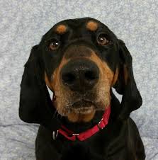 Black And Tan Coonhound Rescue Ohio Adopt Susie Q Sponsored On Dog Pounds Dogs Shelter Dogs
