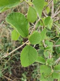 Image result for Cordia monoica