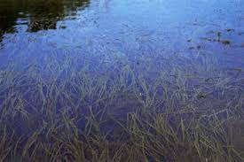 Image result for Vallisneria