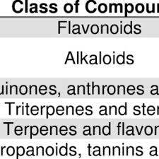 Image result for Ozoroa nitida