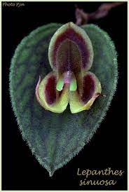 Pin On Lepanthes