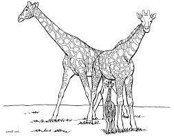 Dragon coloring pages for adults free printable wb5m7. Print Download Giraffe Coloring Pages For Kids To Have Fun