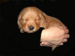 Kennel club assured breeder has golden retriever puppies for sale. New Litter Golden Retriever Puppies For Sale For Sale In Orillia Ontario Nice Pets Online