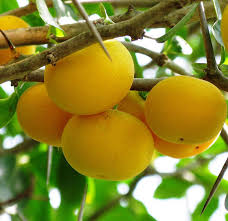 Image result for Dovyalis afra