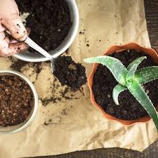 It's a synthetic fertilizer that works especially well on perennials and plants grown for their foliage. 10 Best Fertilizers For Houseplants 2019 The Strategist