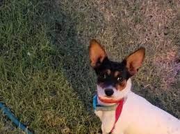 Jack Russell Terrier And Rat Terrier Mixed Dog For Adoption In Lubbock Texas Theodore In Lubbock Texas Rat Terrier Puppies Frenchton Dog Rat Terrier Mix
