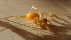 The carapace and legs are dark brown to black, and the abdomen is charcoal grey with a dorsal pattern of white markings (sometimes indistinct). Warning Poisonous Spiders Found In New York