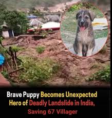 Puppy saves people from landslide in India
