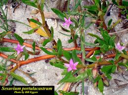 Image result for Sesuvium portulacastrum