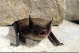 Kentucky Department Of Fish Wildlife Little Brown Bat