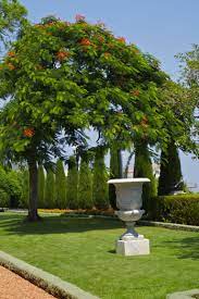 Image Result For Flowering Acacia Tree Acacia Tree Beautiful Gardens Bird Bath