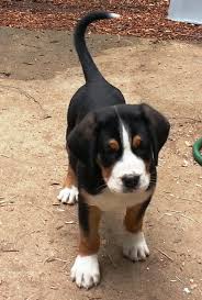 In switzerland, the greater swiss mountain dog is called grosser schweizer sennenhund, which means big dog of the alpine herdsmen. there are animal shelters and rescues that focus specifically on finding great homes for greater swiss mountain dog puppies. Fireside Greater Swiss Mountain Dogs Puppy Blog