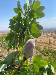 Image result for Protea angolensis
