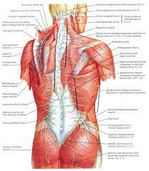 Front view of muscles, skeleton, organs, nervous system. Human Anatomy Back Human Anatomy Back Anatomy And Physiology Of The Back Muscles Diagram Class Anatomy Anatomy Back Human Body Organs Anatomy