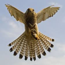 Turmfalke Mit Maus Forum Fur Naturfotografen Turmfalke Falke Vogel Als Haustiere