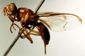 Image result for Cucumis aculeatus