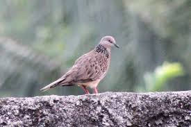 Burung ini memiliki beberapa warna diantaranya abu abu kehitaman, putih, hitam dan merah jambu. Suara Burung Tekukur Bali