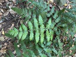 Image result for Blotiella bouxiniana