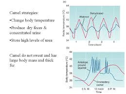 What type of thermometer should i use? Cell Plasma Membrane Maintains Ionic But Not Osmotic