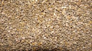 Image result for Echinochloa frumentacea