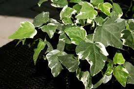 Image result for Hedera