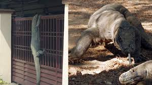 Kisah mengerikan manusia digigit komodo. Komodo Birahi Sempat Bikin Panik Warga Ntt Manggarai Musim Kawin Komodo