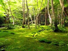 Simonsaquascapeblog Moss Garden Japan Garden Moss Gardens