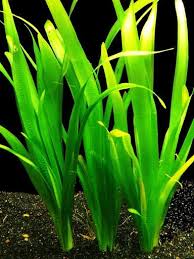 Image result for Vallisneria