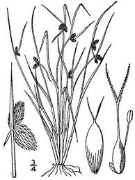 Image result for Lipocarpha micrantha