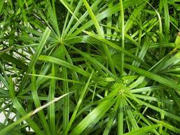 Image result for Cyperus sphacelatus