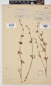 Image result for Eulophia livingstoneana