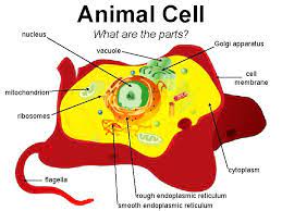 Maybe you would like to learn more about one of these? Plant And Animal Cells Grade 4 Unit 3
