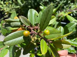 Image result for Fuirena bullifera