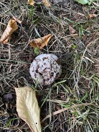 Image result for site:byggahus.se svamp