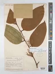 Image result for Anisophylleaceae