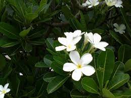 Plumeria Plumeria India Landscape Tropical Plants