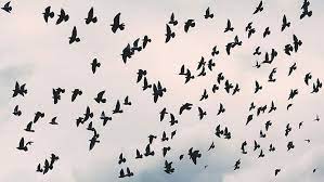 Flying Free Birds Chromebook Wallpaper Birds Flying Birds Sky And Clouds